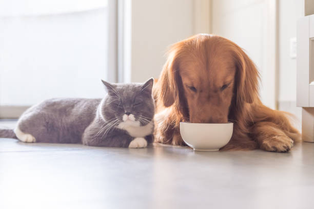 istock British shorthair cats and Golden Retriever 832115698