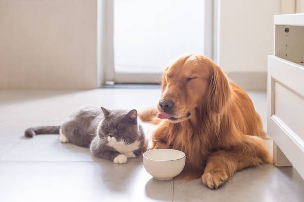 istock British shorthair cats and Golden Retriever 832115730