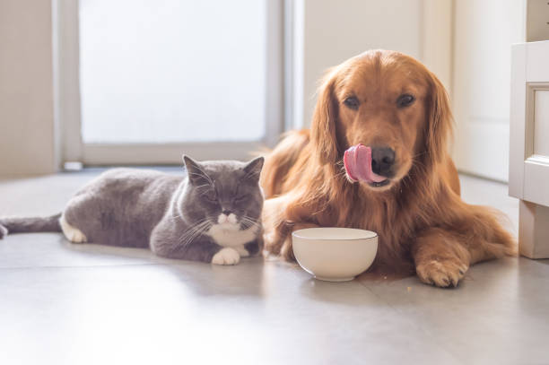 gatti britannici a pelo corto e golden retriever - inglese a pelo lungo foto e immagini stock