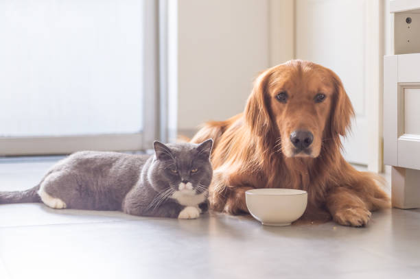 istock British shorthair cats and Golden Retriever 832115784