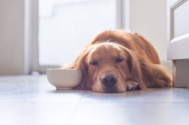 istock golden retriever to lie on the ground 832115800