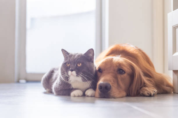 istock British shorthair cats and Golden Retriever 832115876