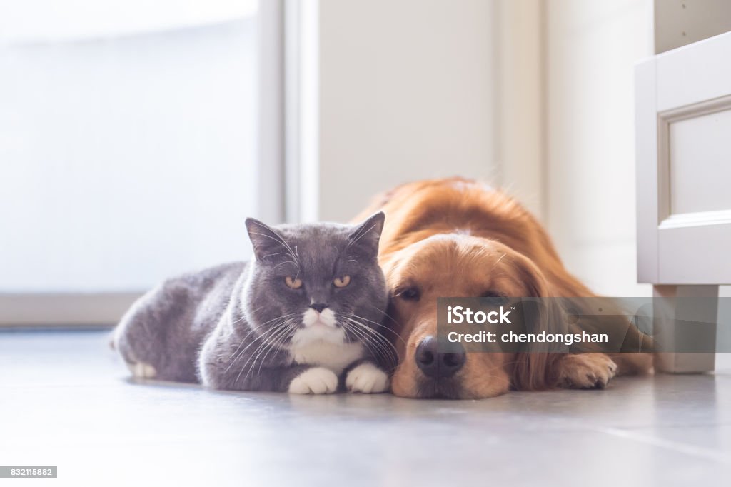British shorthair cats and Golden Retriever Pets Stock Photo