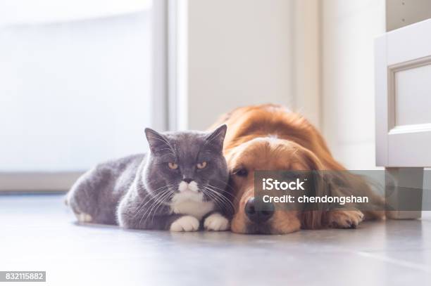British Shorthair Cats And Golden Retriever Stock Photo - Download Image Now - Pets, Cute, Happiness