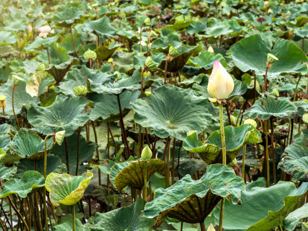 istock Beautiful pink lotus flower in pond. 832119888