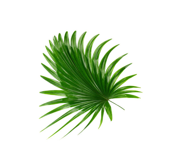 istock Green leaf of palm tree background 832120208