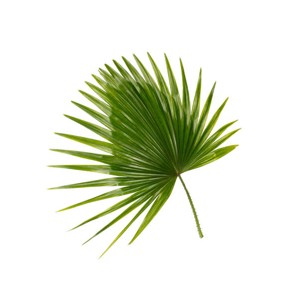 istock Green leaf of palm tree background 832120214