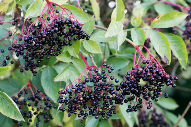 обыкновенный старейшина (sambucus nigra) ягоды - nigra стоковые фото и изображения