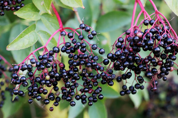 Common Elder (Sambucus nigra) Berries Deciduous shrub or small tree to 10m; bark corky, grey-brown with a whitish pith; branches arching, rather brittle. Leaflets 5-7, oval to elliptical, pointed, sharply toothed, slightly hairy beneath; stipules absent or very small. Flowers white with yellowish-white anthers, in flat-topped clusters, 10-24cm across, scented. Berry turning red, then finally black, globose.
elderberry photos stock pictures, royalty-free photos & images