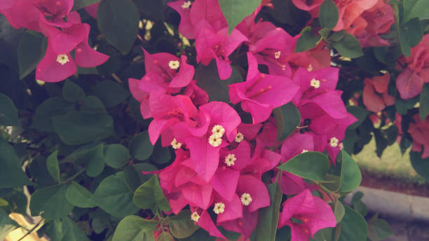 istock Beautiful purple flower 832123102