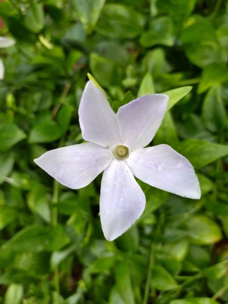 istock White Intermediate Periwinkle Amongst Leaves 832123358