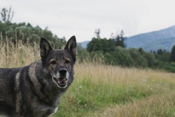 istock German Shepherd Dog in the nature - forest. 832125202