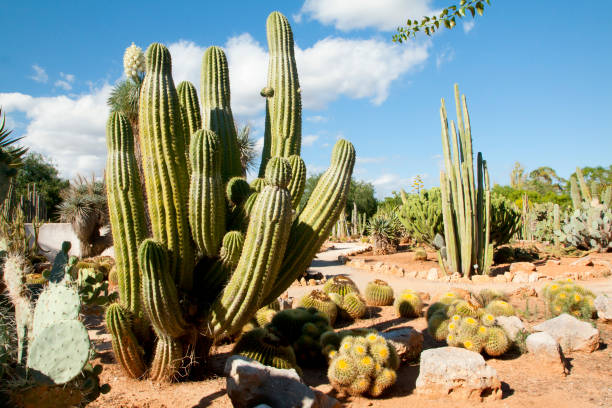 istock Cactus garden at island Majorca, Balearic Islands, Spain. 832125290