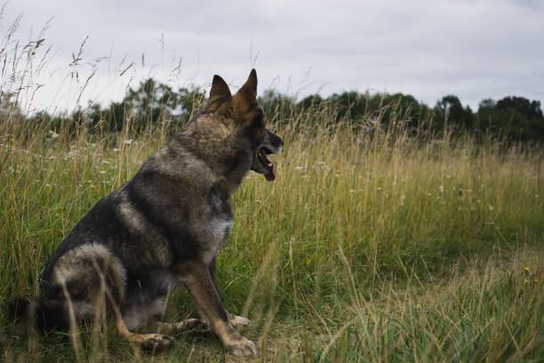 istock German Shepherd Dog in the nature - forest. 832125484