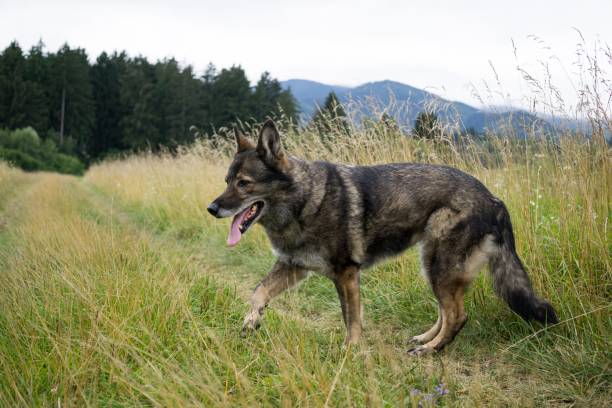istock German Shepherd Dog in the nature - forest. 832125498