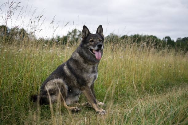 istock German Shepherd Dog in the nature - forest. 832125506