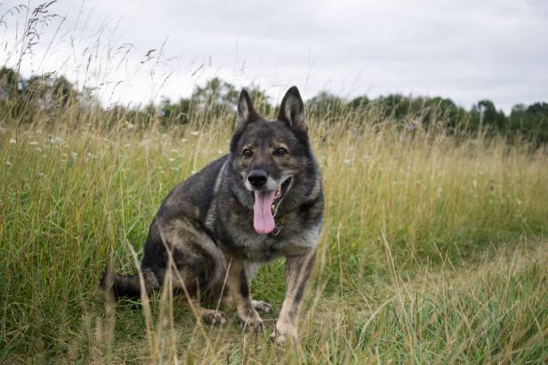 istock German Shepherd Dog in the nature - forest. 832125514