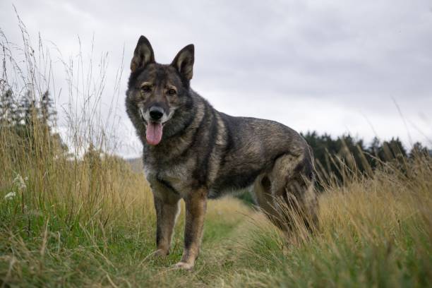 istock German Shepherd Dog in the nature - forest. 832125528