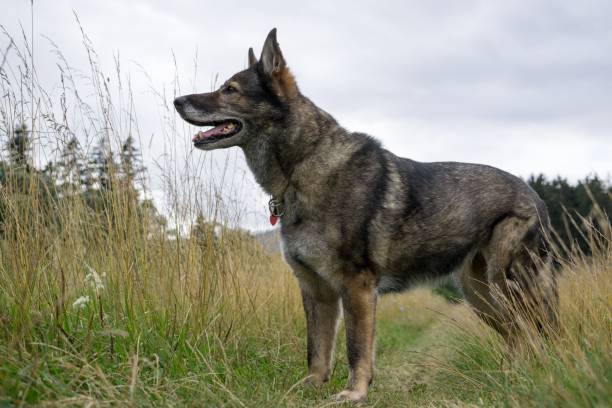 istock German Shepherd Dog in the nature - forest. 832125562