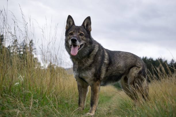 istock German Shepherd Dog in the nature - forest. 832125638