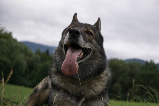 istock German Shepherd Dog in the nature - forest. 832125738