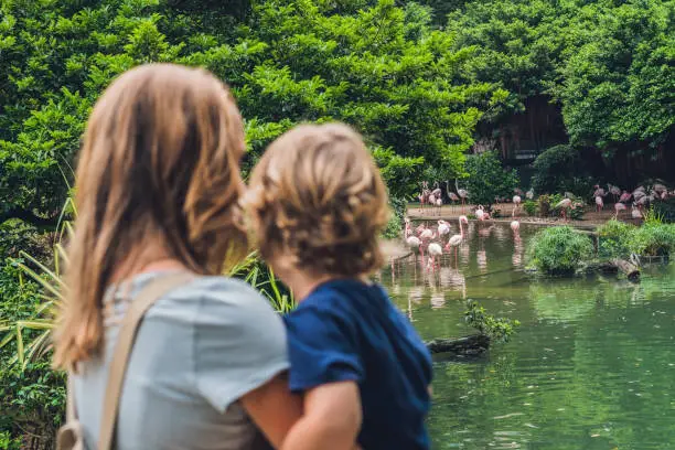 Photo of Mom and son are looking at the flock of birds of pink flamingos on a pond in Hong Kong Park