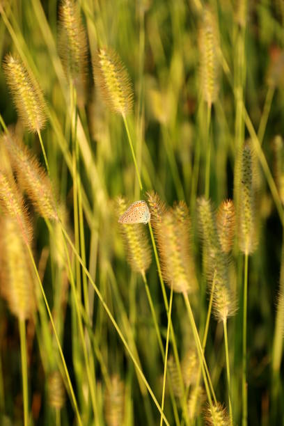 foxtail erba d'orzo - wild barley foto e immagini stock