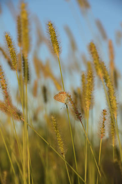 foxtail erba d'orzo - wild barley foto e immagini stock