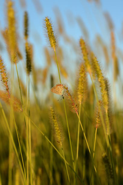 foxtail erba d'orzo - wild barley foto e immagini stock