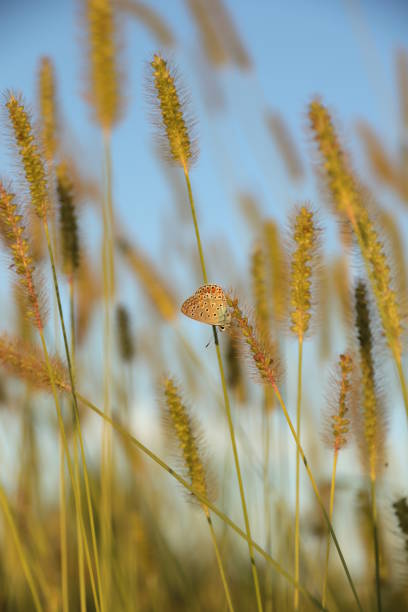 foxtail barley grass - wild barley imagens e fotografias de stock