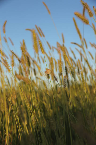 foxtail barley grass - wild barley imagens e fotografias de stock