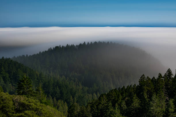 Fog over the bay area from Mount Tamalpais.