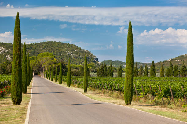 istock Cypresses alley through vineyards 832134004