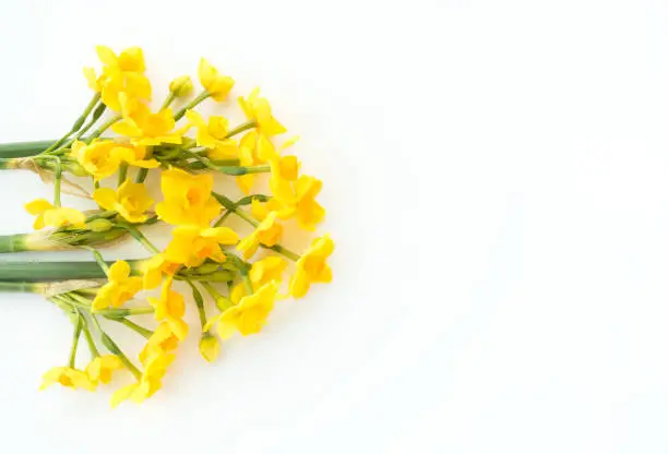 Closeup of beautiful Paperwhite Narcissus Soleil Dor on white background.