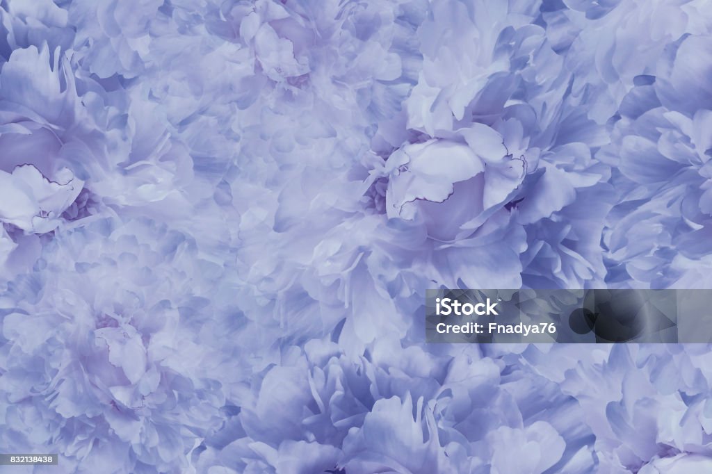 Floral Fondo Hermoso Color Blanco Fondos De Pantalla De Flores Luz Peony Azul Composición De La Flor Closeup Naturaleza Foto de stock y más banco de imágenes de Adulto - iStock Floral Fondo Hermoso Color Blanco Fondos De Pantalla De Flores Luz Peony Azul Composición De La Flor Closeup Naturaleza Foto de stock y más banco de imágenes de Adulto - iStock