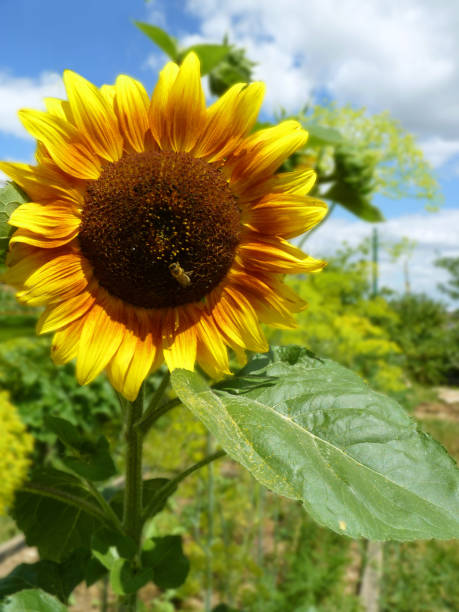istock Sunflower Blooming on Vegetable Garden 832138812