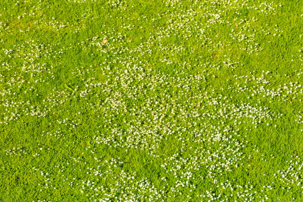 Small white daisies on a green lawn in spring time. Top View. Background