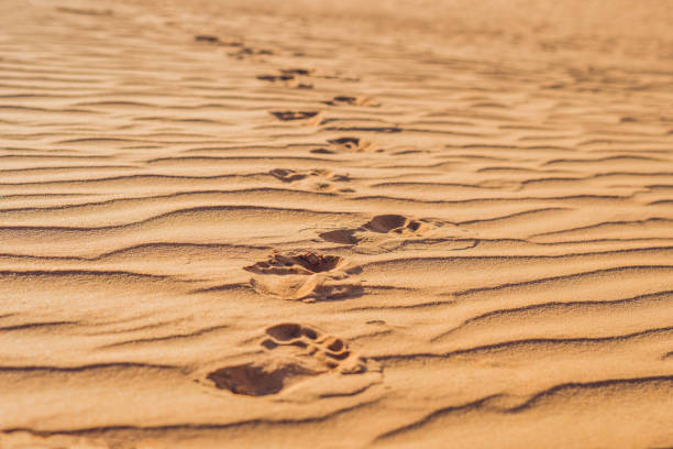 istock Footprints in the sand in the red desert at Sunrise 832142266