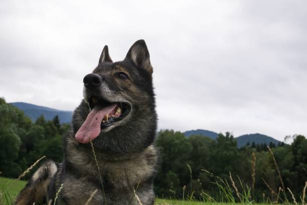 istock German Shepherd Dog in the nature - forest. 832142502