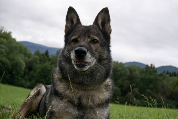istock German Shepherd Dog in the nature - forest. 832142550