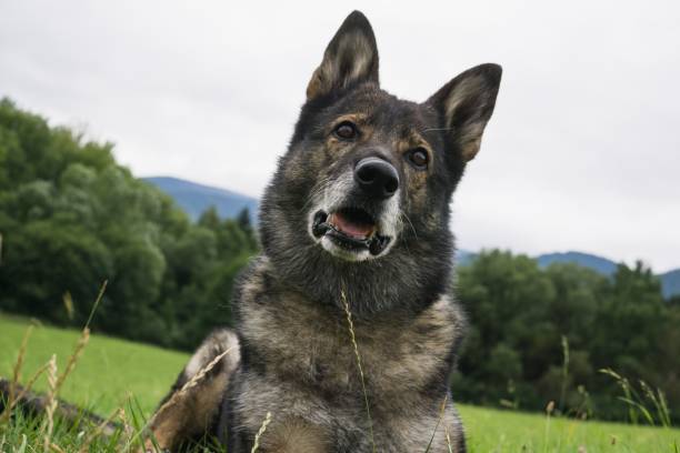 istock German Shepherd Dog in the nature - forest. 832142570