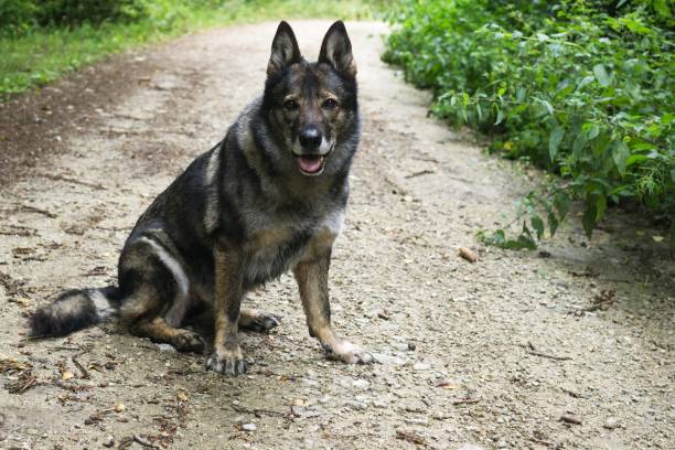 istock German Shepherd Dog in the nature - forest. 832142976
