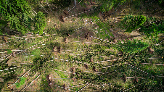 Storm damage, forest - aerial view