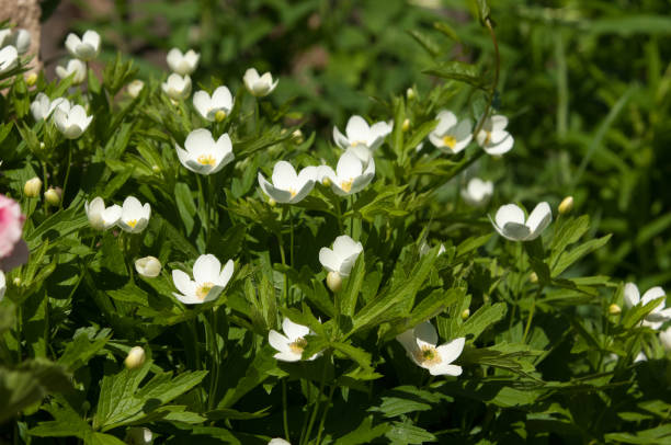 istock Grass flowers Carpenteria. 832146432