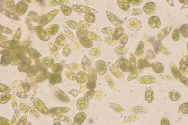 euglena es un género de los eucariotas flagelados unicelulares bajo visión microscópica para la educación. - trichonympha fotografías e imágenes de stock