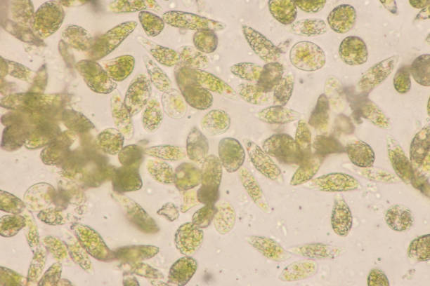 istock Euglena is a genus of single-celled flagellate Eukaryotes under microscopic view for education. 832146756