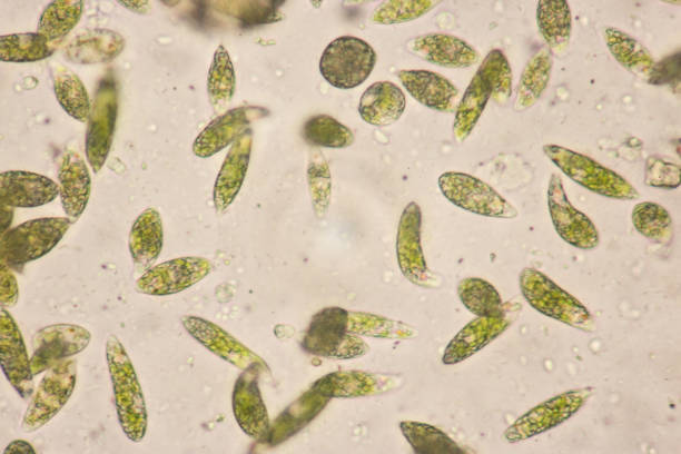 euglena es un género de los eucariotas flagelados unicelulares bajo visión microscópica para la educación. - trichonympha fotografías e imágenes de stock