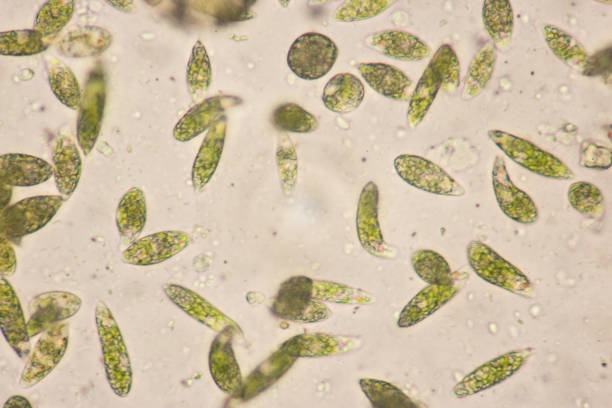 istock Euglena is a genus of single-celled flagellate Eukaryotes under microscopic view for education. 832146820