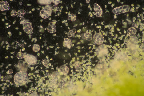 euglena es un género de los eucariotas flagelados unicelulares bajo visión microscópica para la educación. - trichonympha fotografías e imágenes de stock