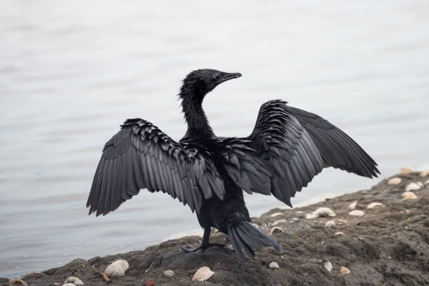 istock Little Cormorant  with open wings. 832146856